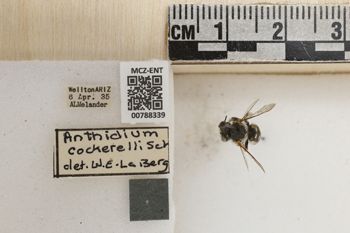 Media type: image;   Entomology 788339 Aspect: Labels